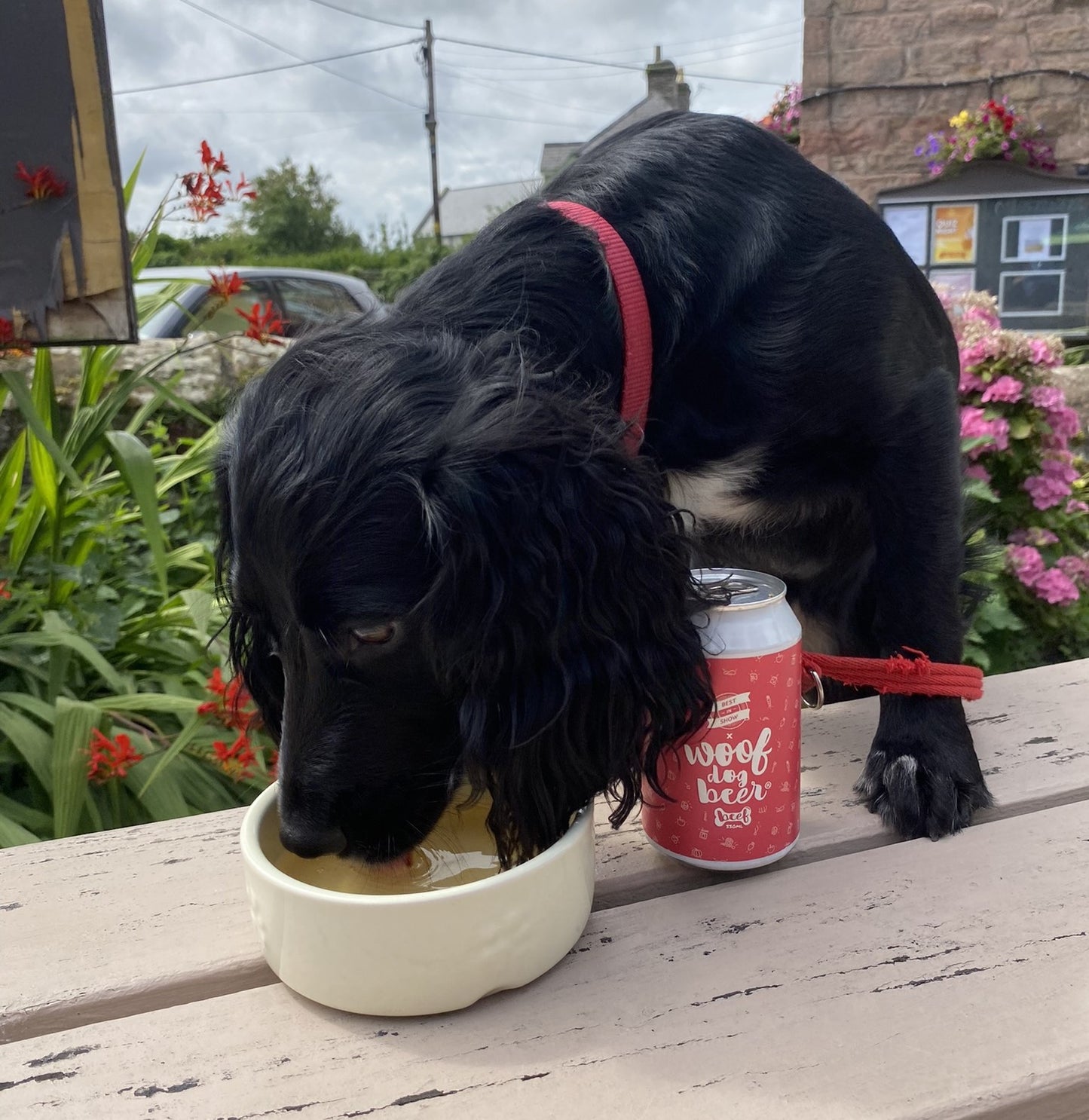 Woof Dog Beer