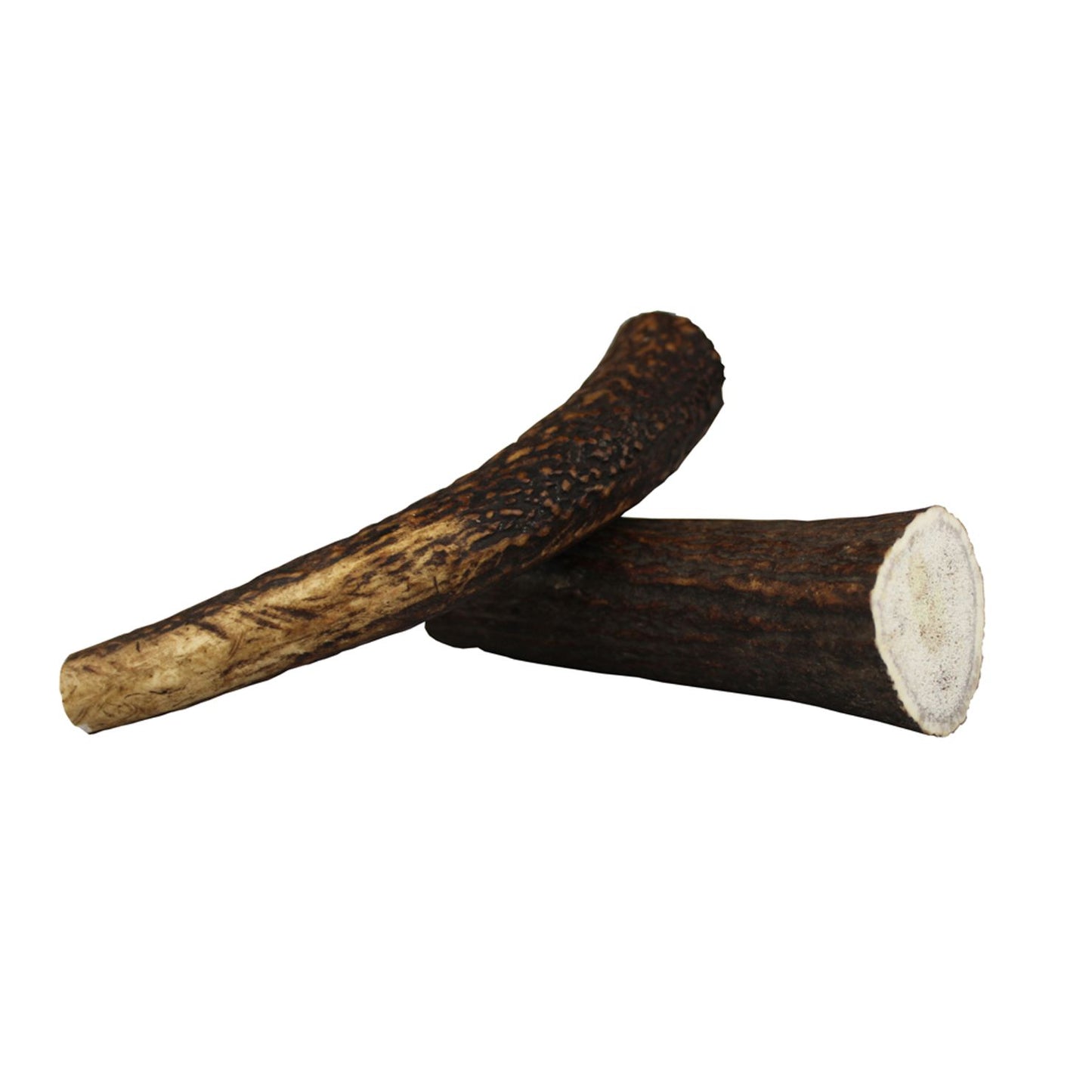 Wild Deer Antler