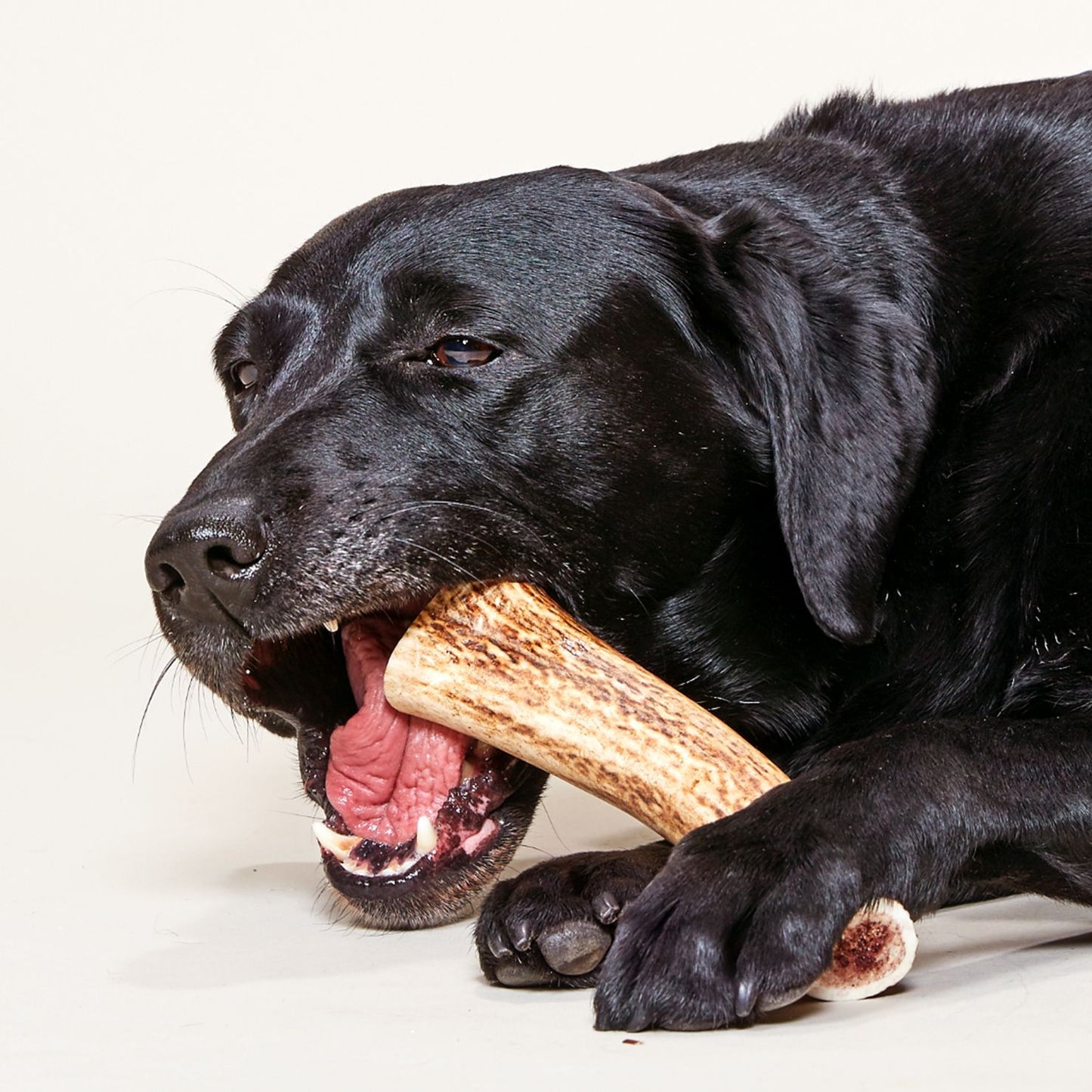 Wild Deer Antler