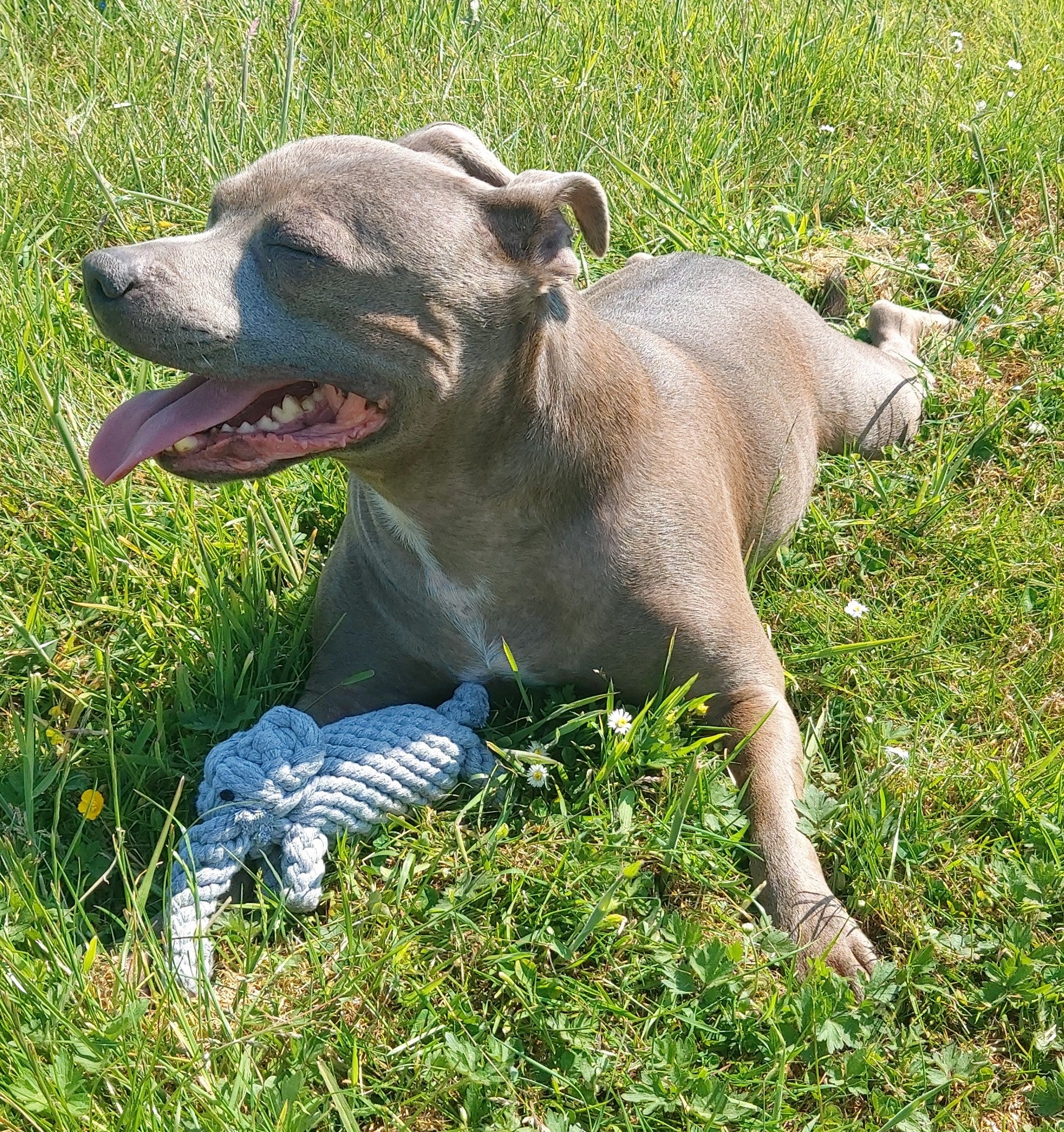 Elephant rope dog clearance toy