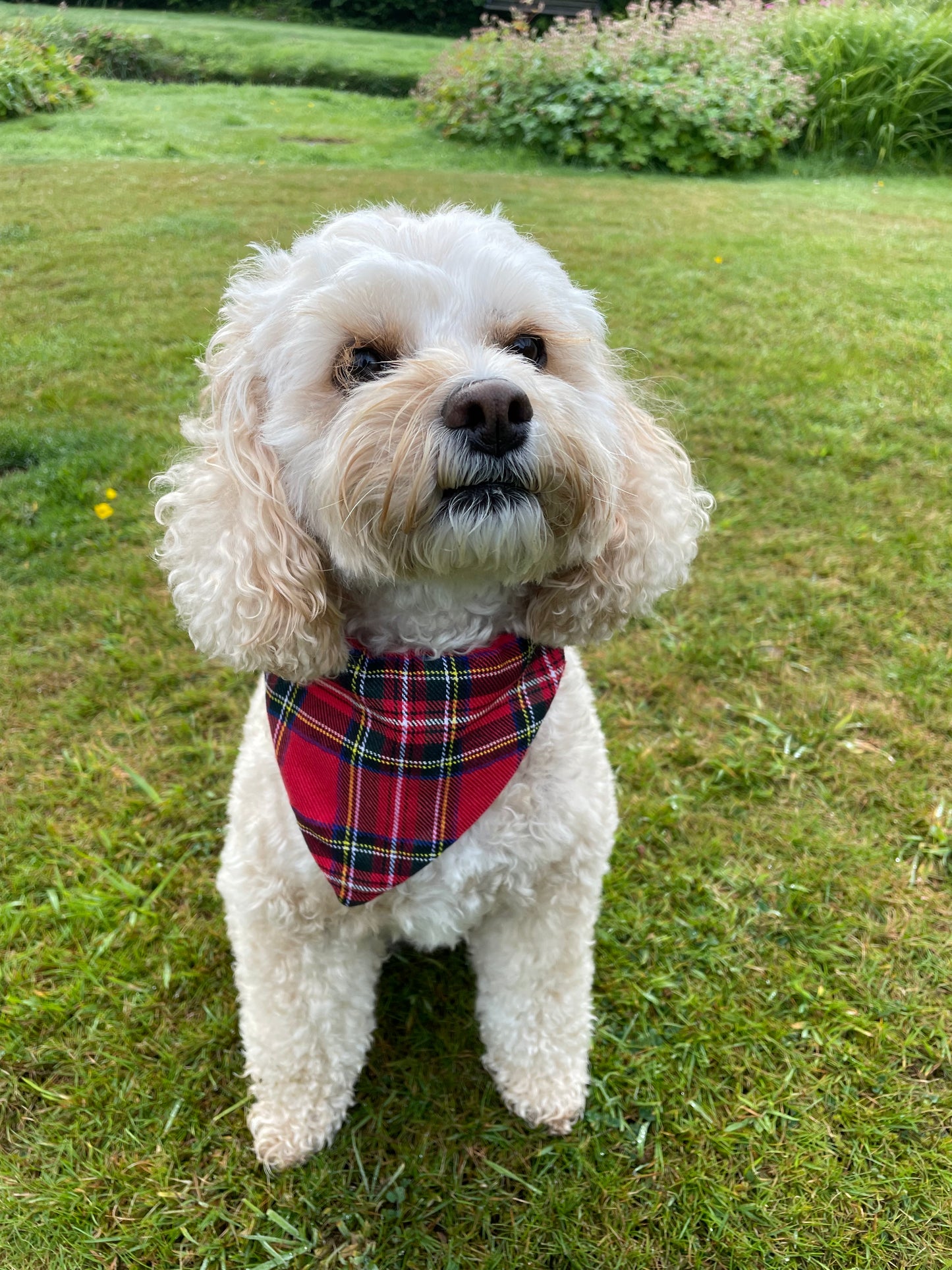 Dog Neckercheif - Tartan