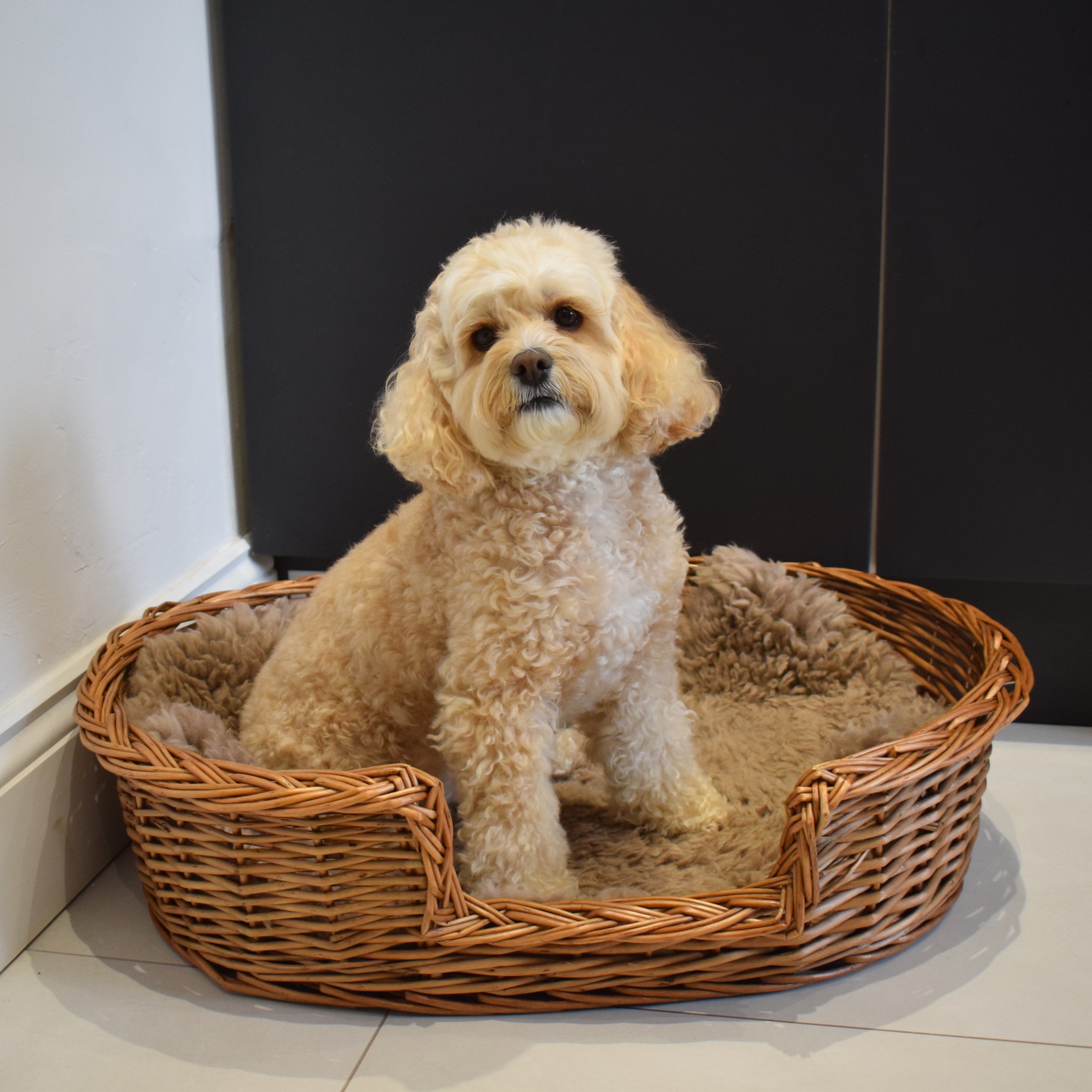 Square wicker dog clearance basket